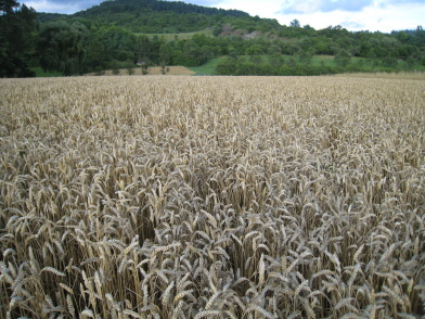 Weizenfeld Ende Juli 2010